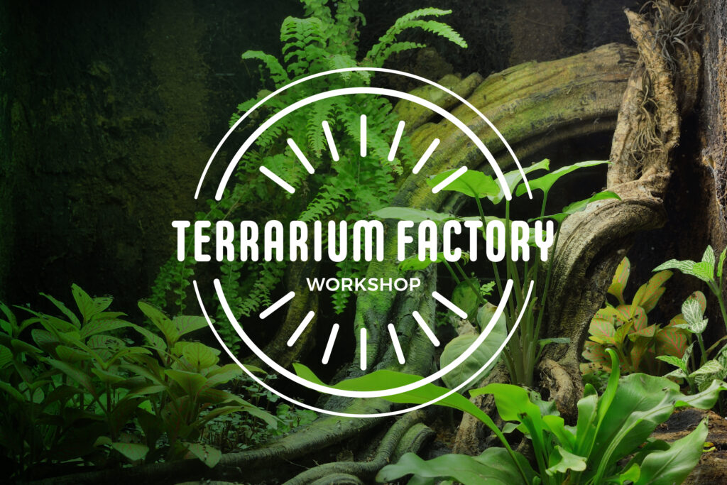 Black Cherries - Terrarium Factory